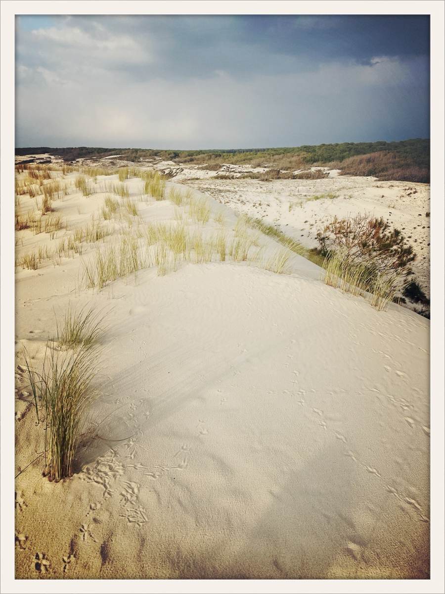 Dunes de Lacanau